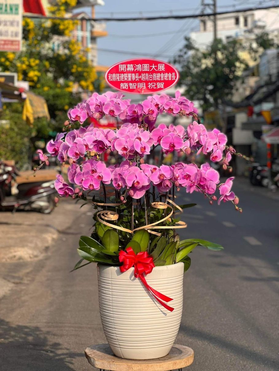 binh-hoa-lan-ho-diep-hong