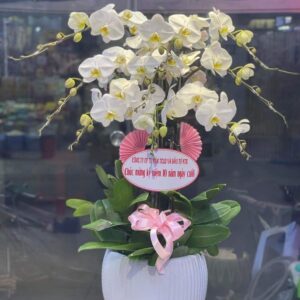 Gia chủ phát tài 02