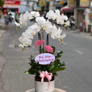 Gia chủ phát tài 03